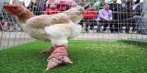 ảnh đại diện gà đông tảo 23win